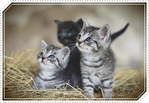 세로토닌에 좋은 음식