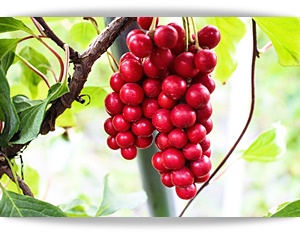 오미자 효능과 부작용