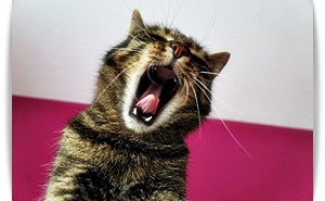 치아 관리 요령