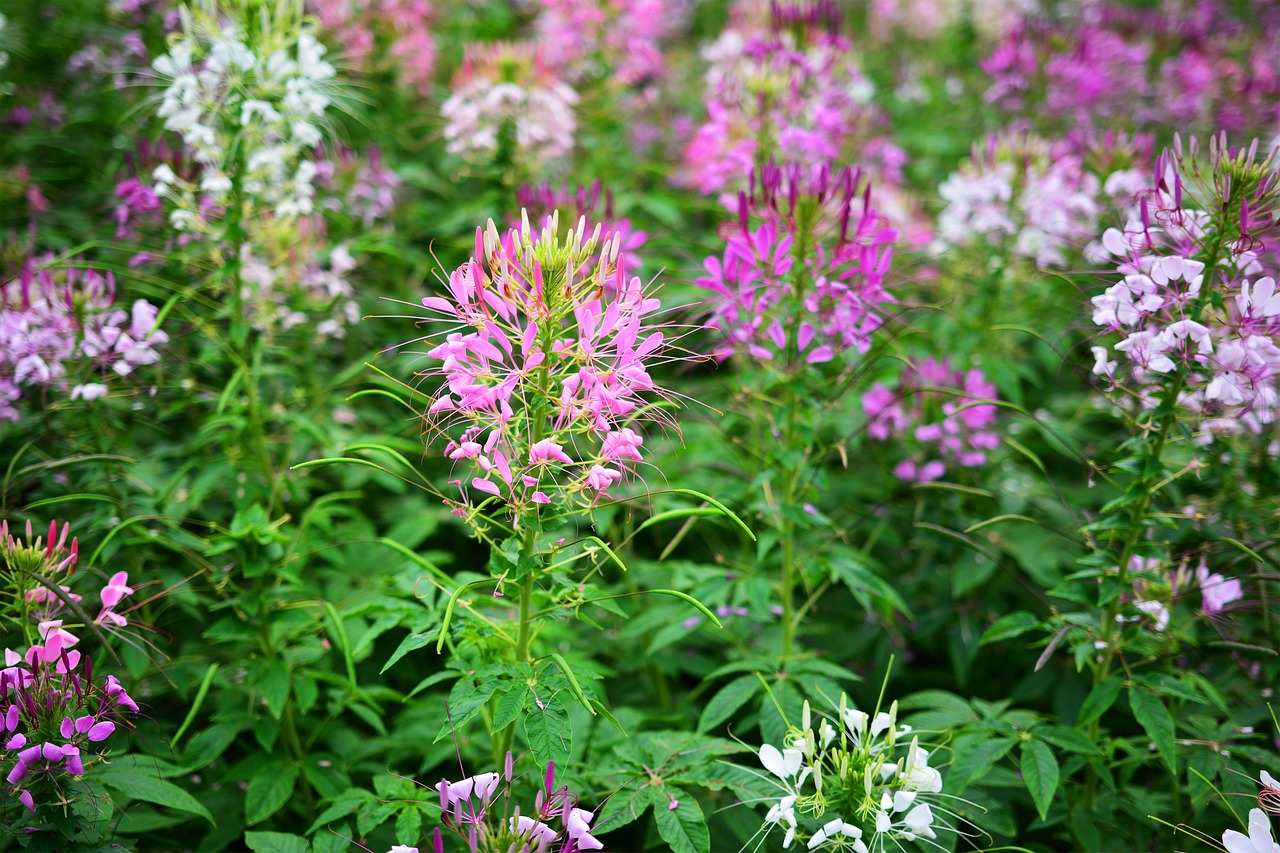 서울 송파구 문정동 임플란트 치과 추천